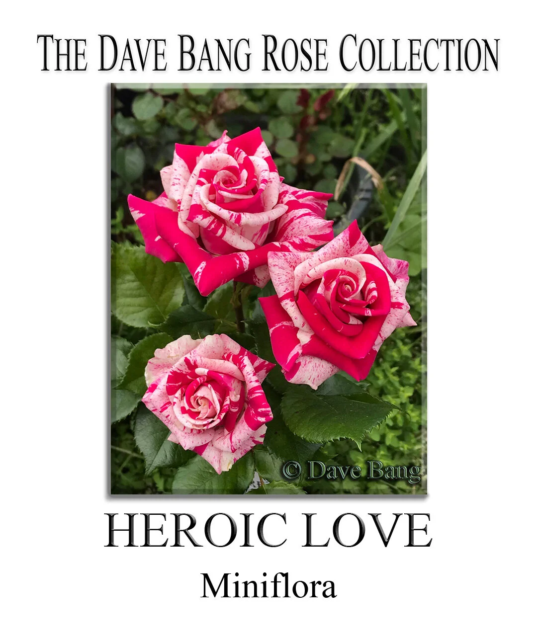 The Dave Bang Collection — K and M Nursery